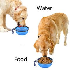 Collapsible Dog Feeder